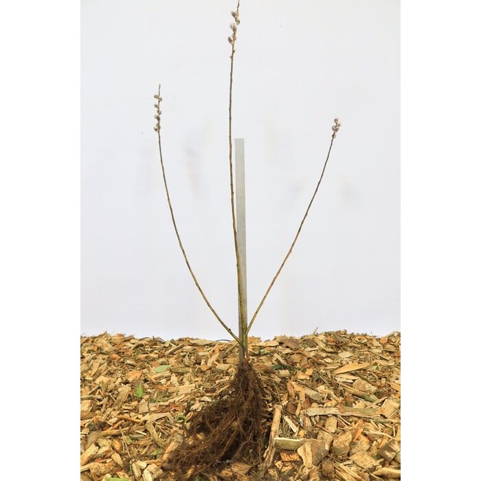 Salix gracillistyla 'Mount Aso' - Wilg (Kale wortel) PRE-ORDER