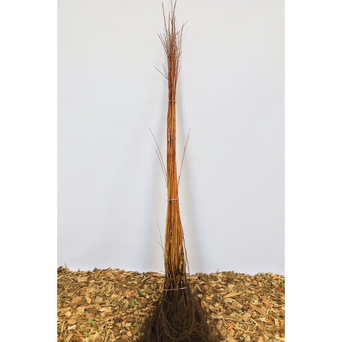 Salix fragilis - Kraakwilg (Kale wortel) PRE-ORDER