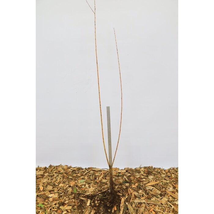 Salix fragilis - Kraakwilg (Kale wortel) PRE-ORDER
