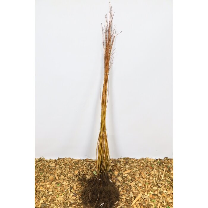 Salix fragilis - Kraakwilg (Kale wortel) PRE-ORDER