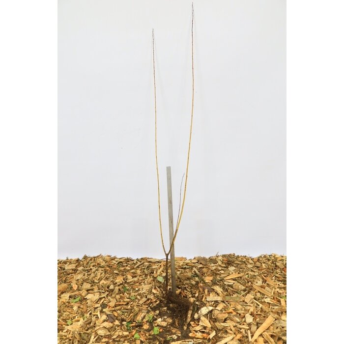 Salix fragilis - Kraakwilg (Kale wortel) PRE-ORDER