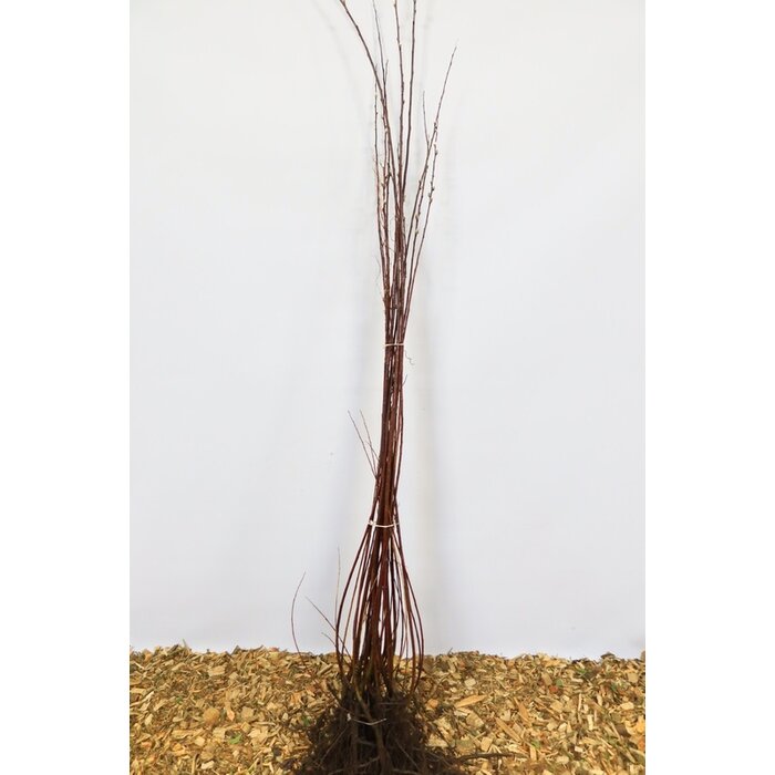 Salix daphnoides - Berijpte wilg (Kale wortel)