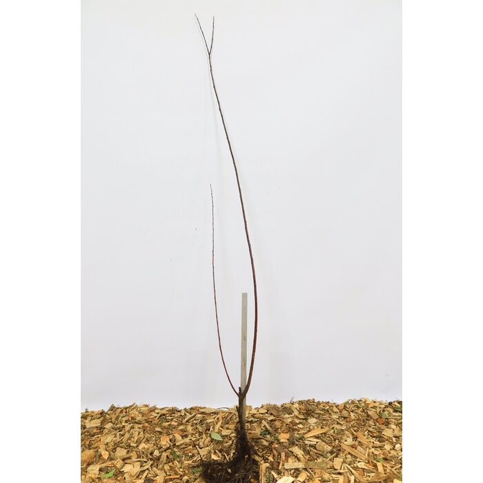 Salix daphnoides - Berijpte wilg (Kale wortel)