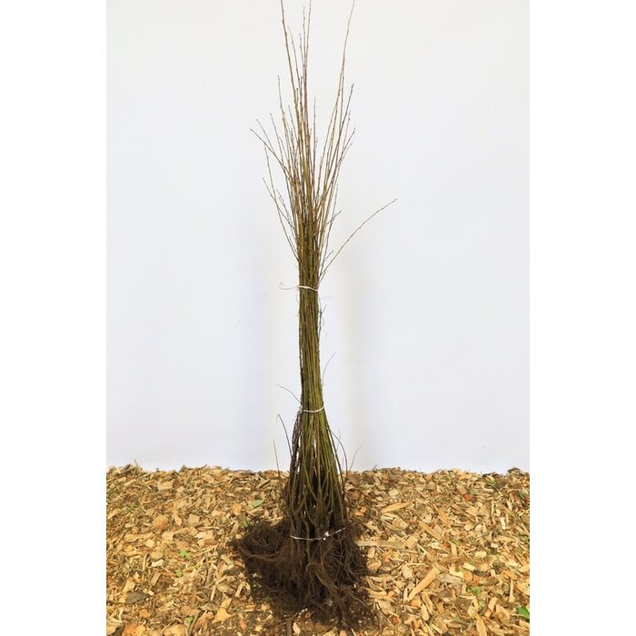 Salix cinerea - Grauwe wilg (Kale wortel) PRE-ORDER