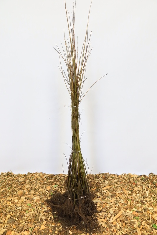 Salix caprea - Boswilg (Kale wortel)