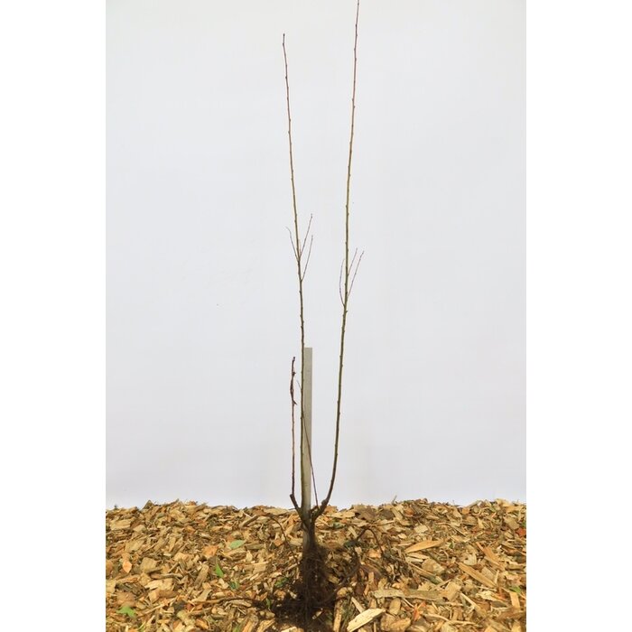 Salix caprea - Boswilg (Kale wortel)