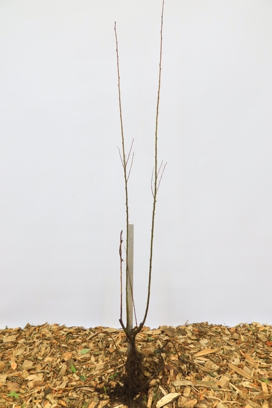 Salix caprea - Boswilg (Kale wortel)