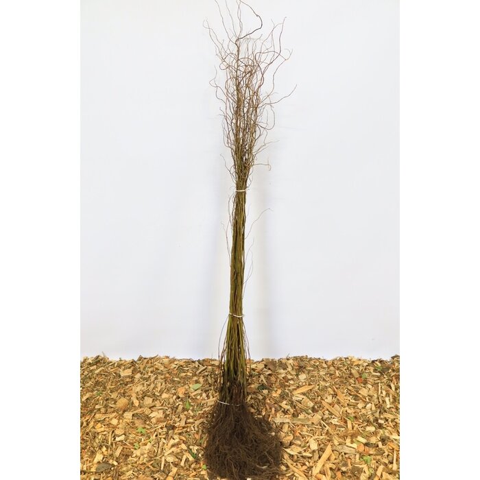 Salix aurita - Geoorde wilg (Kale wortel)