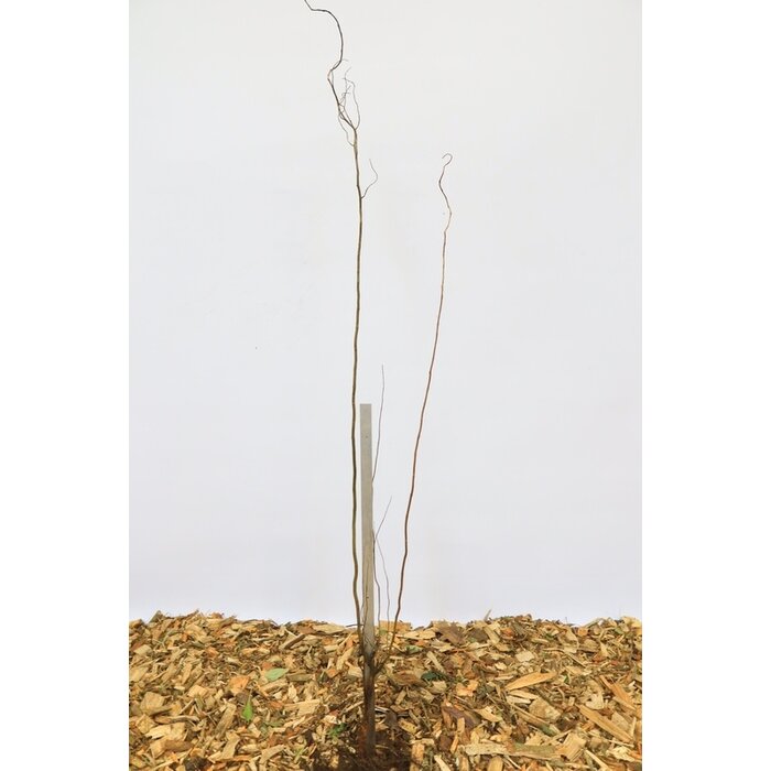 Salix aurita - Geoorde wilg (Kale wortel)