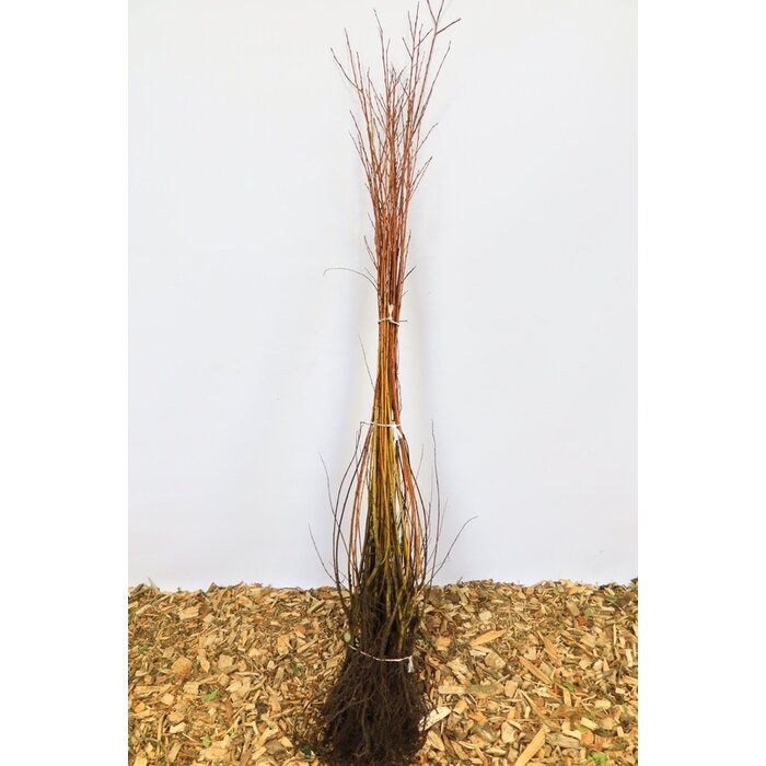 Salix alba 'Vitellina' - Gele schietwilg (Kale wortel) PRE-ORDER