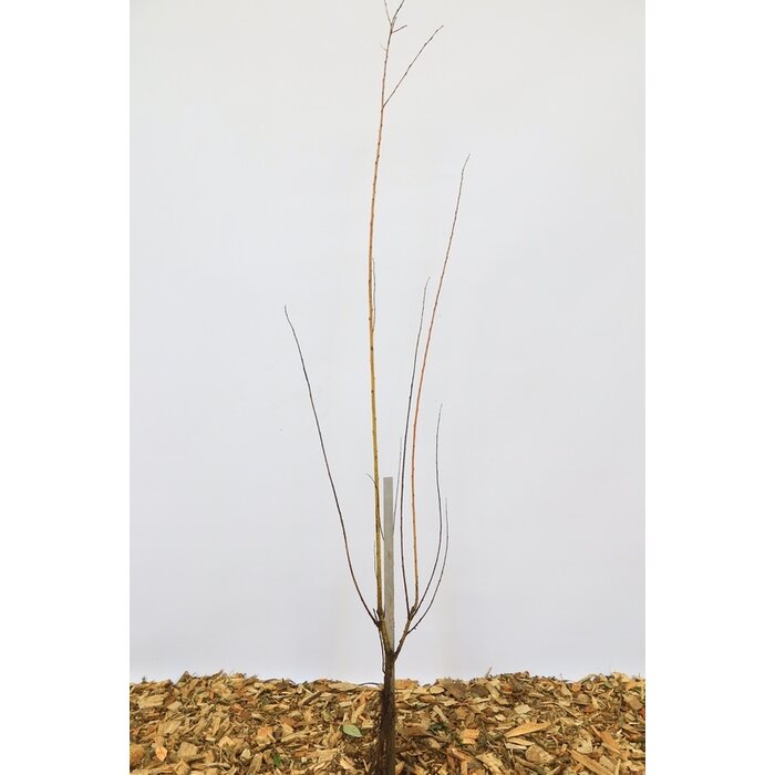 Salix alba 'Vitellina' - Gele schietwilg (Kale wortel) PRE-ORDER