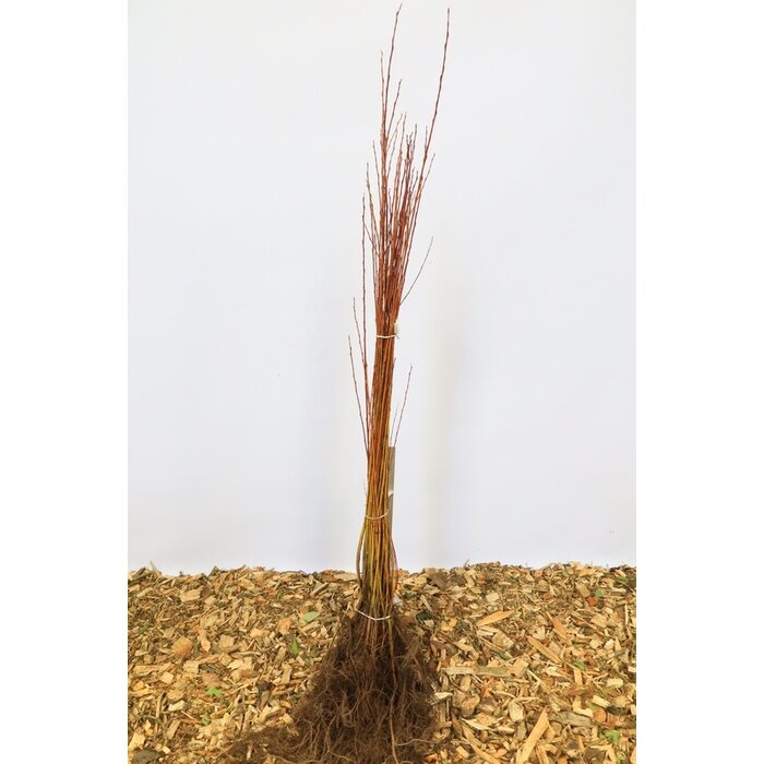 Salix alba - Schietwilg (Kale wortel) PRE-ORDER