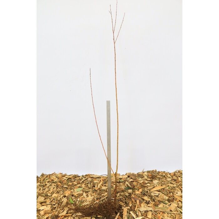 Salix alba - Schietwilg (Kale wortel)