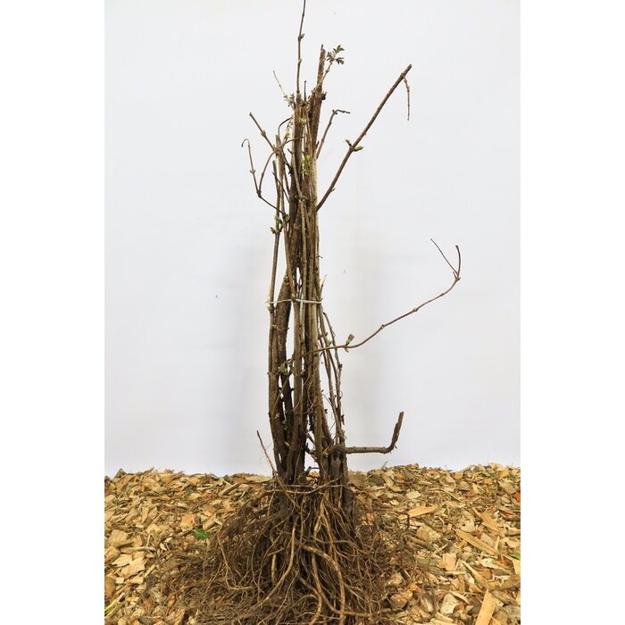 Sambucus nigra - Gewone vlier (Kale wortel)