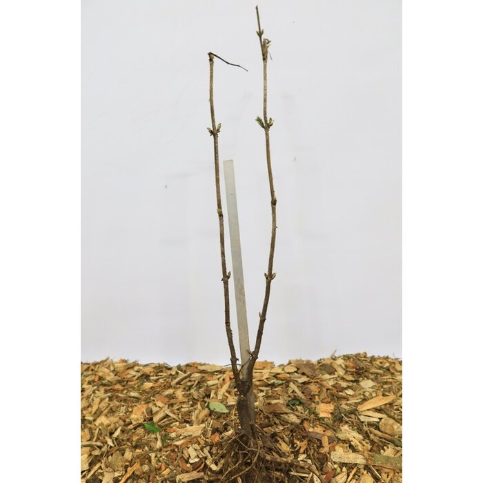 Sambucus nigra - Gewone vlier (Kale wortel)