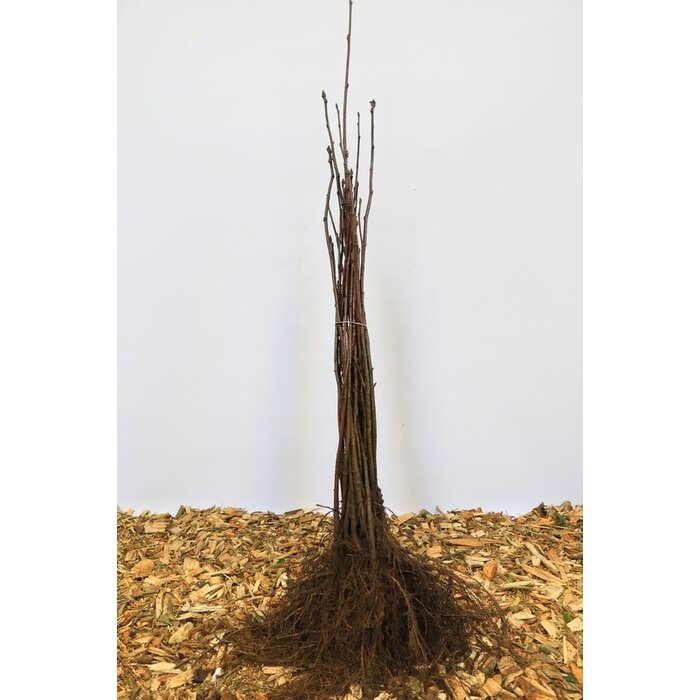 Sorbus aucuparia - Gewone lijsterbes (Kale wortel)