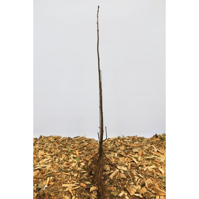 Sorbus aucuparia - Gewone lijsterbes (Kale wortel) PRE-ORDER