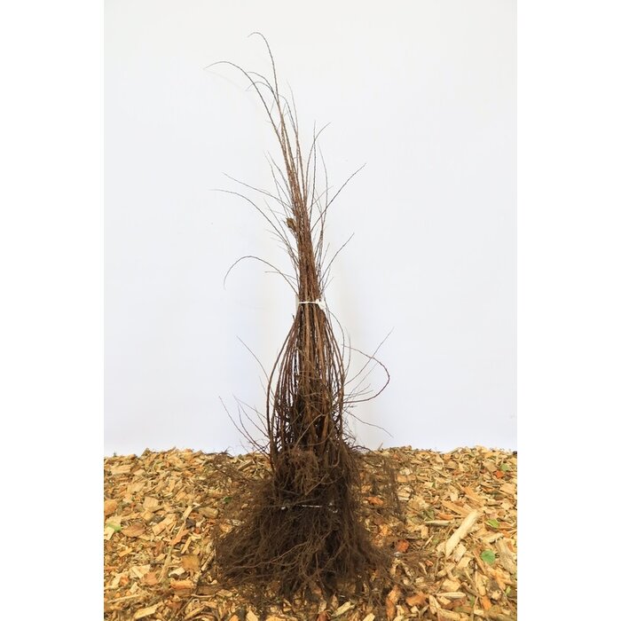 Spirea nipponica 'June Bride' - Spierstruik (Kale wortel)