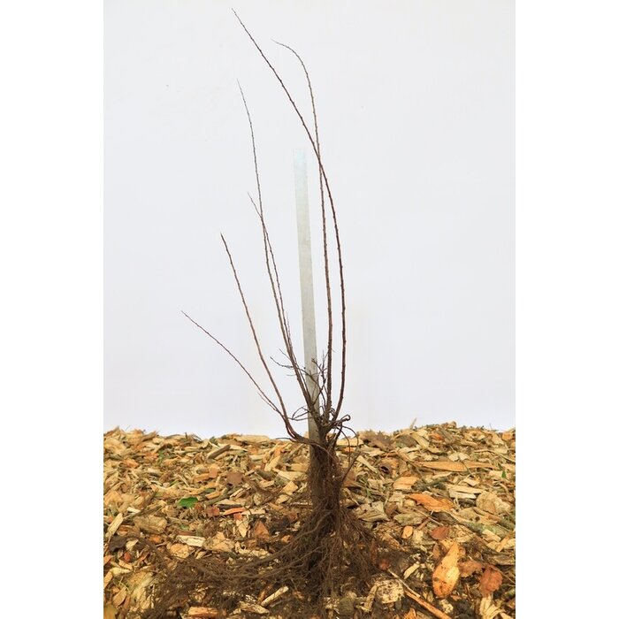 Spirea nipponica 'June Bride' - Spierstruik (Kale wortel)