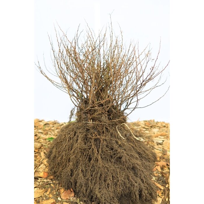Spirea japonica 'Manon' - Spierstruik (Kale wortel) PRE-ORDER