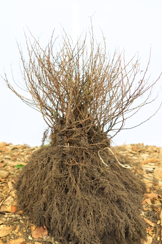 Spirea japonica 'Manon' - Spierstruik (Kale wortel) PRE-ORDER