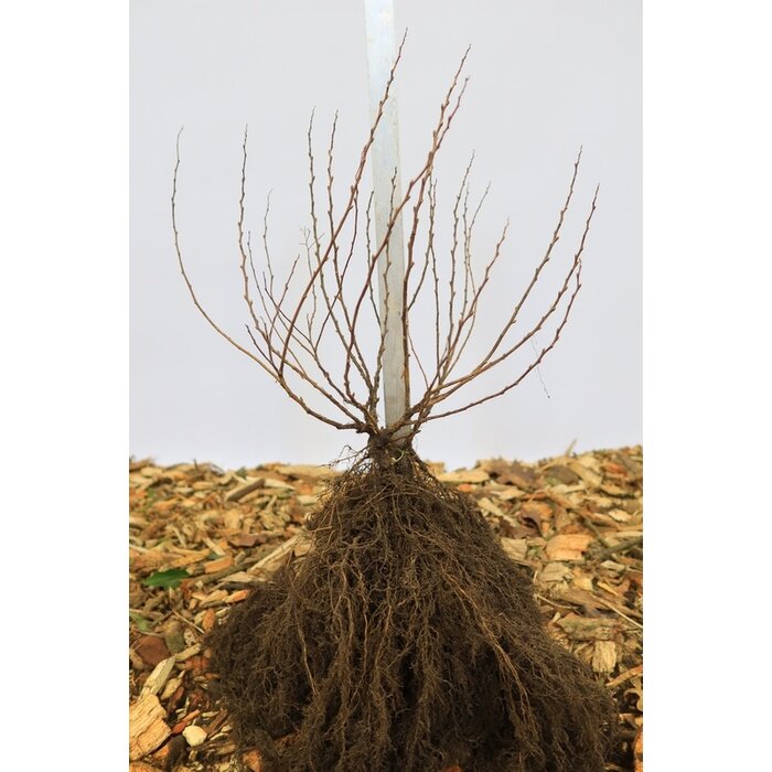 Spirea japonica 'Manon' - Spierstruik (Kale wortel) PRE-ORDER