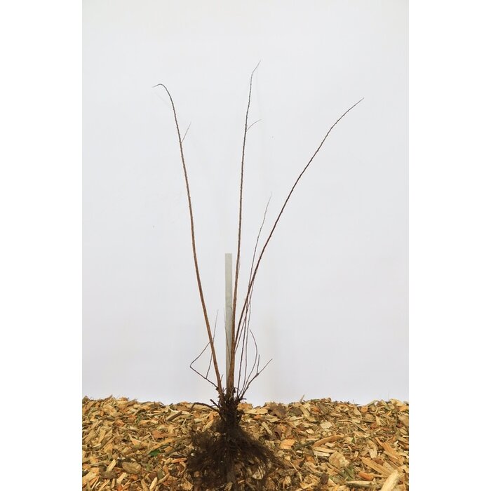 Spirea japonica 'Genpei' - Spierstruik (Kale wortel)