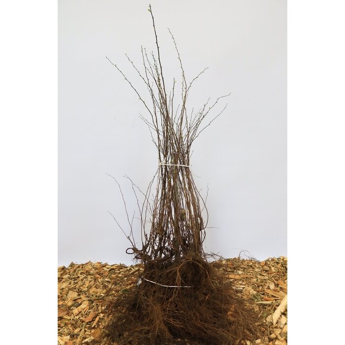 Spirea japonica 'Anthony Waterer' - Spierstruik (Kale wortel)