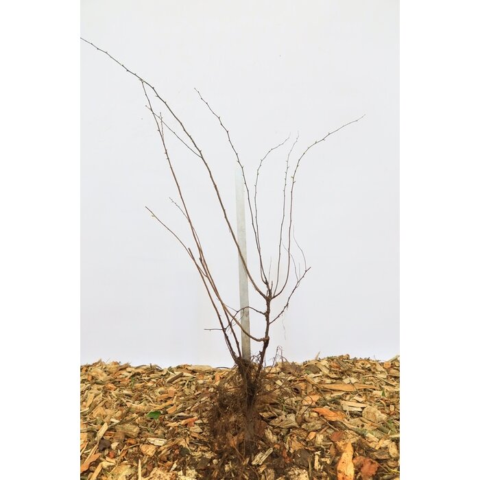 Spirea japonica 'Anthony Waterer' - Spierstruik (Kale wortel)