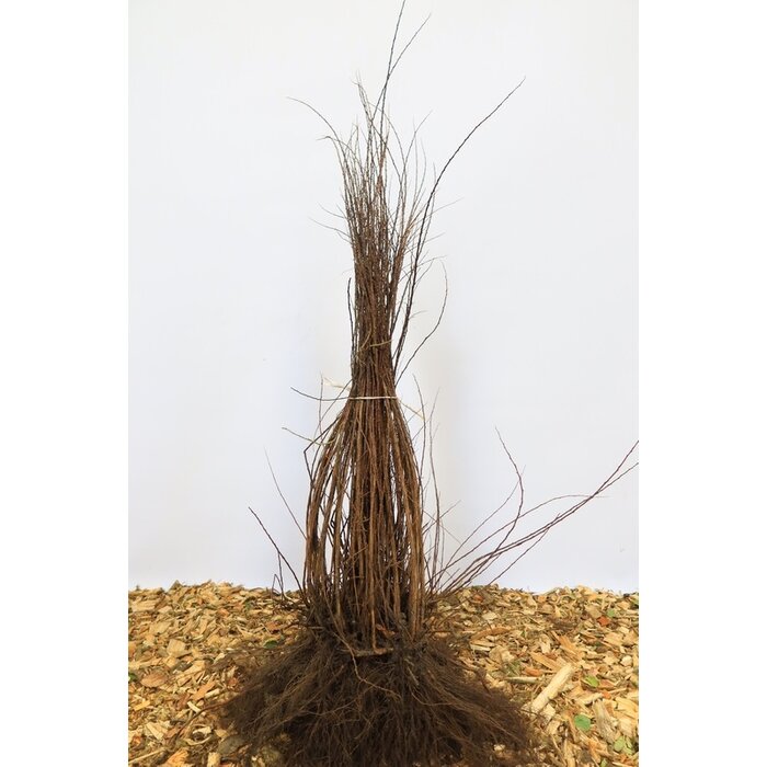 Spirea arguta - Spierstruik (Kale wortel)