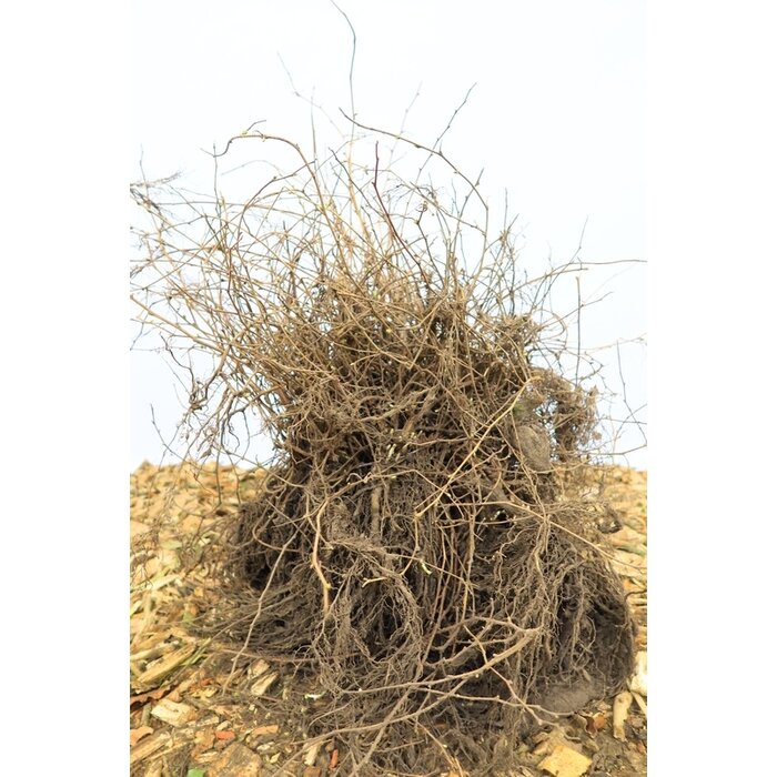 Stephenandra incisa 'Crispa' - Kransspirea (Kale wortel)