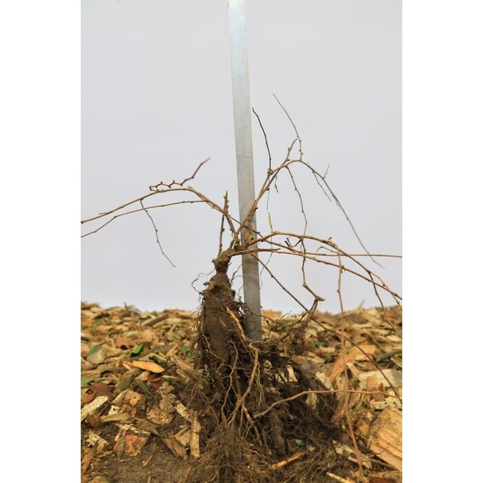 Stephenandra incisa 'Crispa' - Kransspirea (Kale wortel)