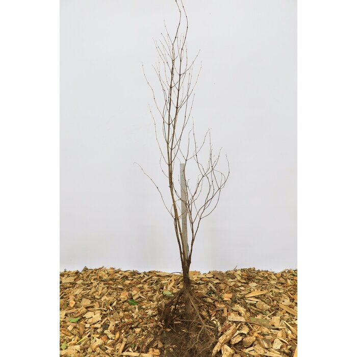 Symphoricarpos doorenbosii 'White Hedge' - Sneeuwbes (Kale wortel)