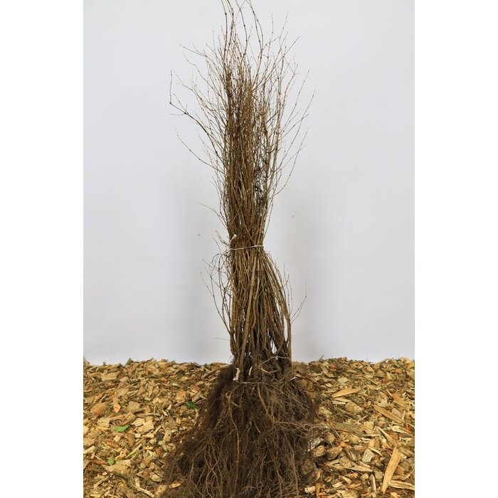 Symphoricarpos chenaultii - Sneeuwbes (Kale wortel)