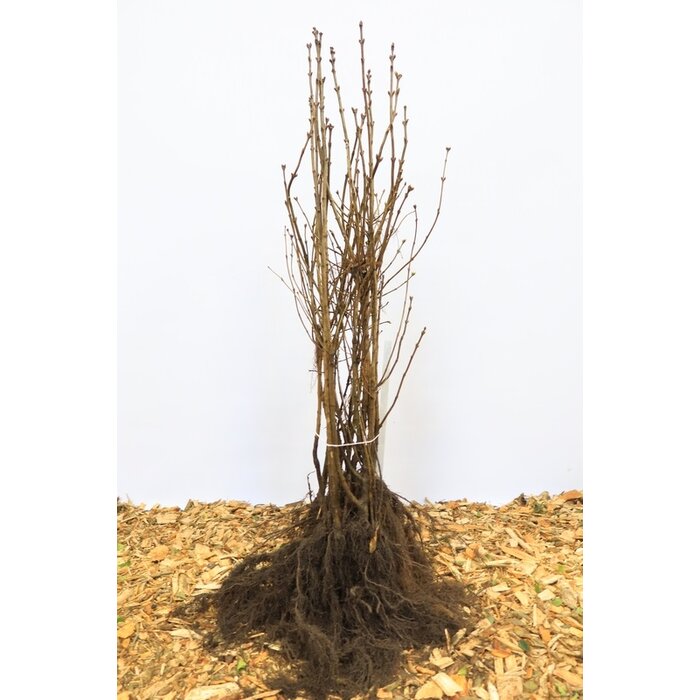 Syringa vulgaris - Gewone sering (Kale wortel)