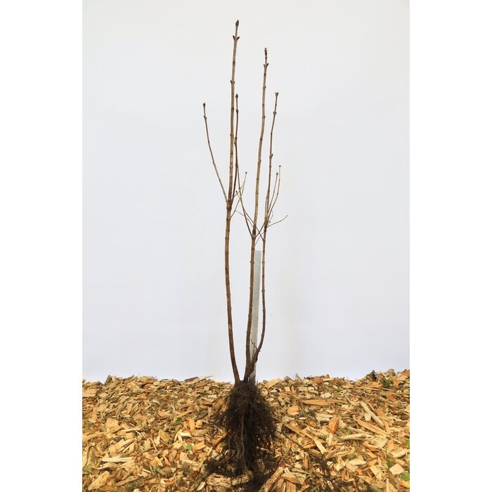 Syringa vulgaris - Gewone sering (Kale wortel)