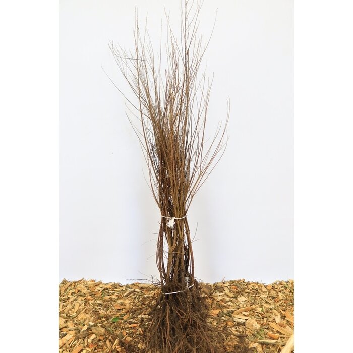 Tamarix tetrandra - Tamarisk (Kale wortel)