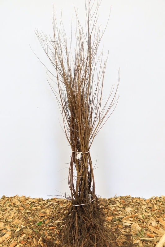 Tamarix tetrandra - Tamarisk (Kale wortel)