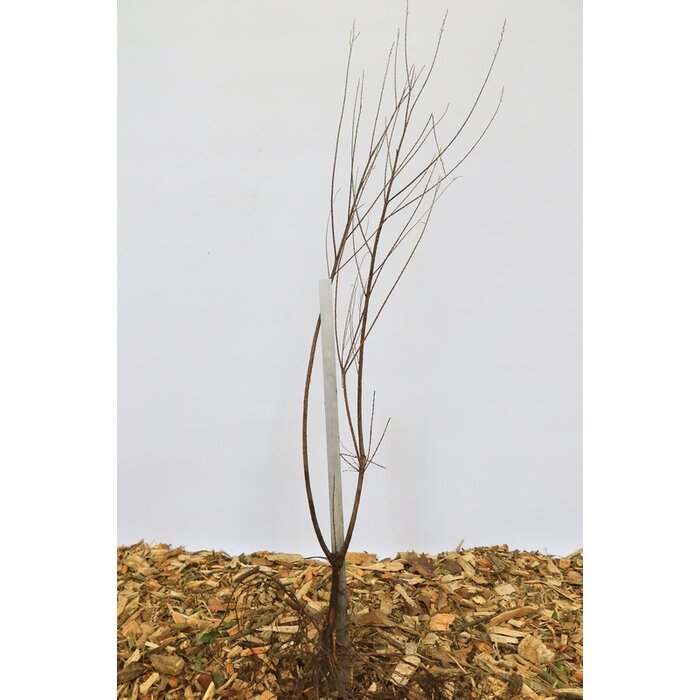 Tamarix tetrandra - Tamarisk (Kale wortel)