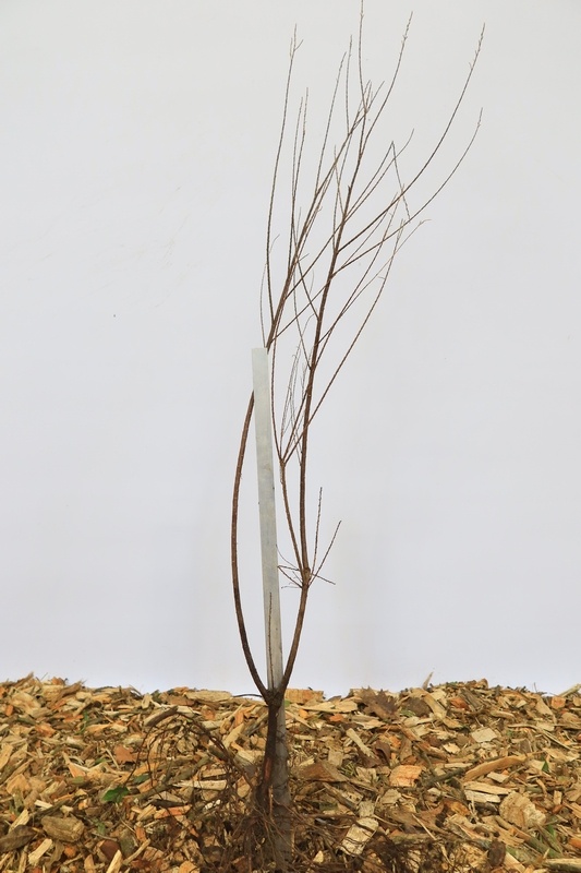 Tamarix tetrandra - Tamarisk (Kale wortel)