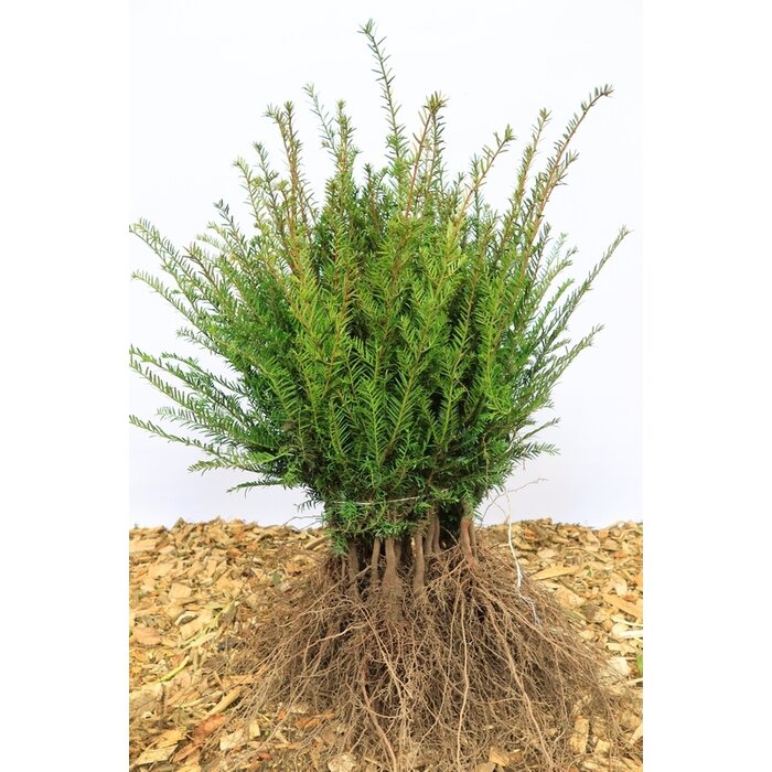 Taxus baccata - Taxushaag (Kale wortel)