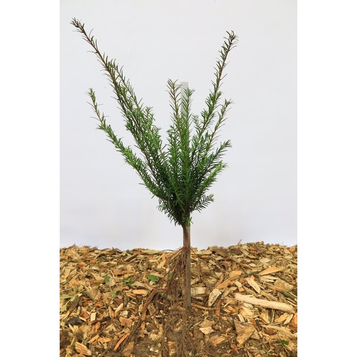 Taxus baccata - Taxushaag (Kale wortel)