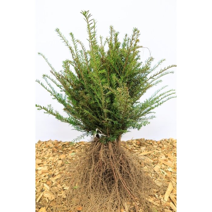 Taxus baccata - Taxushaag (Kale wortel) PRE-ORDER