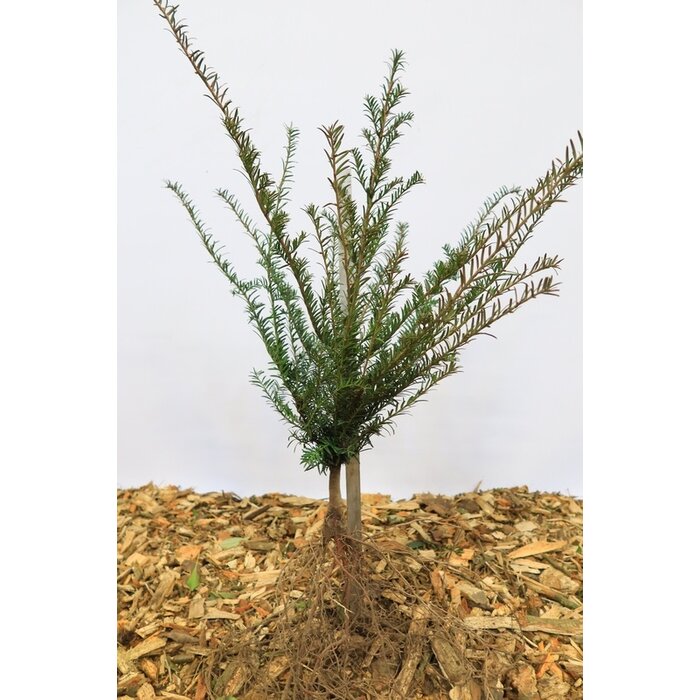 Taxus baccata - Taxushaag (Kale wortel)