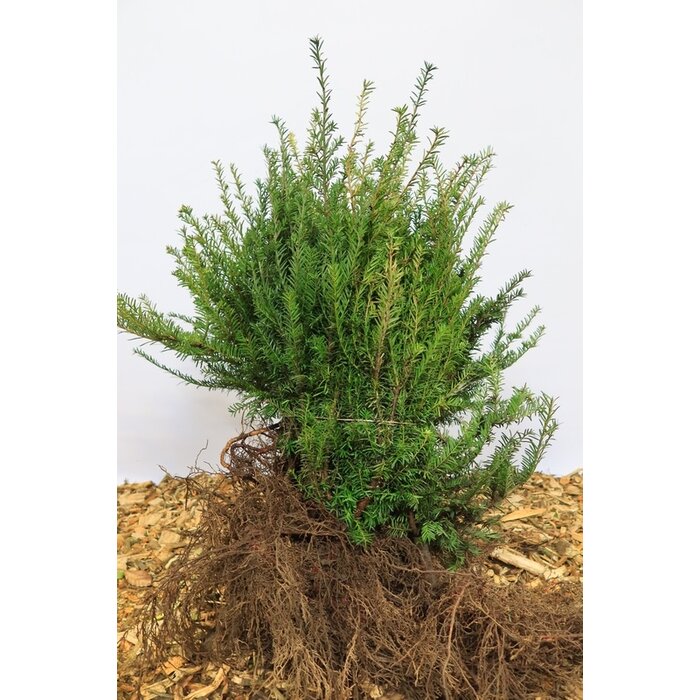 Taxus baccata - Taxushaag (Kale wortel)