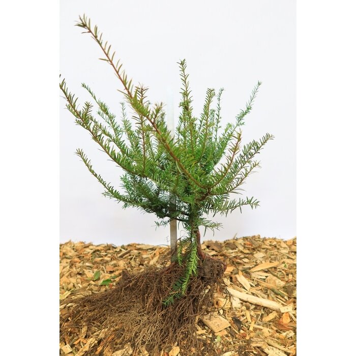 Taxus baccata - Taxushaag (Kale wortel) PRE-ORDER