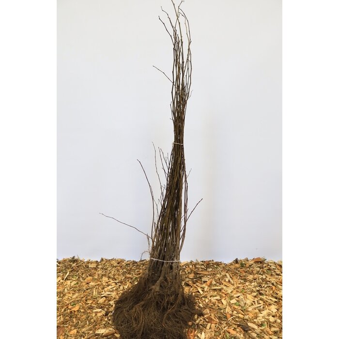 Ulmus laevis - Fladderiep (Kale wortel)