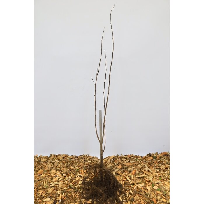 Ulmus laevis - Fladderiep (Kale wortel)