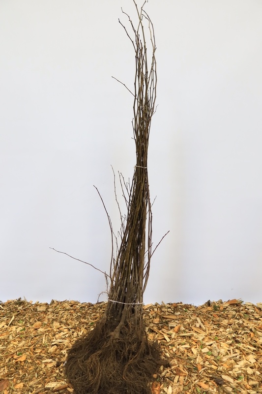 Ulmus glabra - Ruwe iep (Kale wortel)