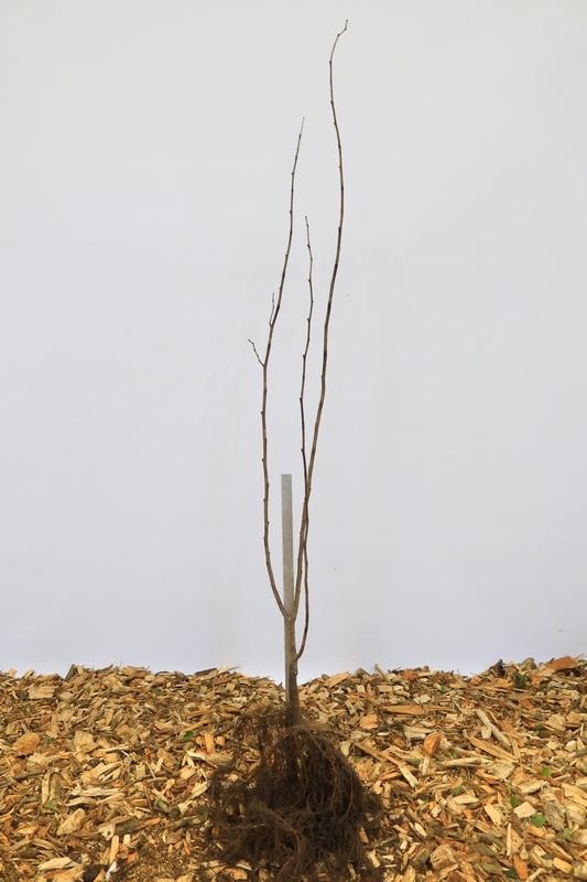 Ulmus glabra - Ruwe iep (Kale wortel)